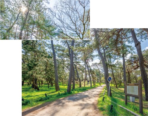 稲毛公園（黒松林）
